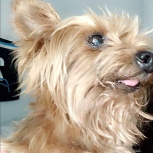 Meet your Posher, Bella